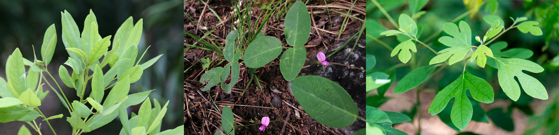Image of three healing plants: Red Bay, Persea_borbonia, Sassafras