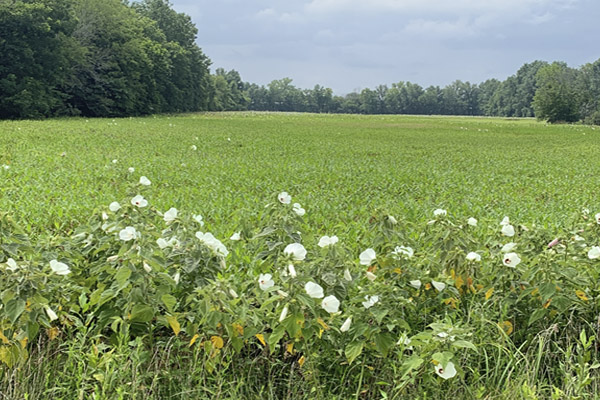 Marsh Mallows Cahokia