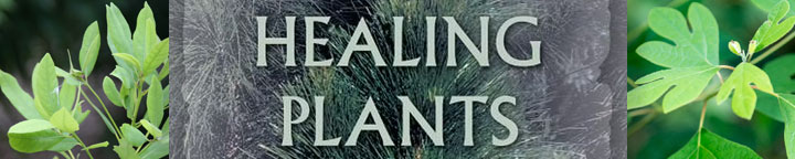 Healing Plants: Medicine of the Florida Seminole Indians 