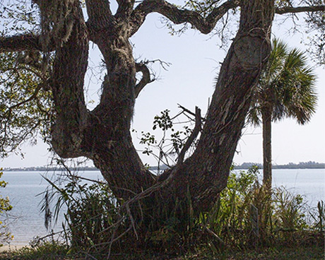 Fort Pierce Mound