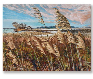 Northern Harrier - Winter painting by Carol Hicks